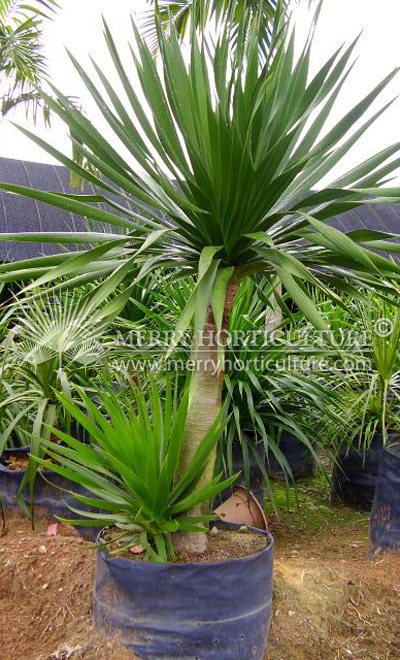 Dracaena draco 2